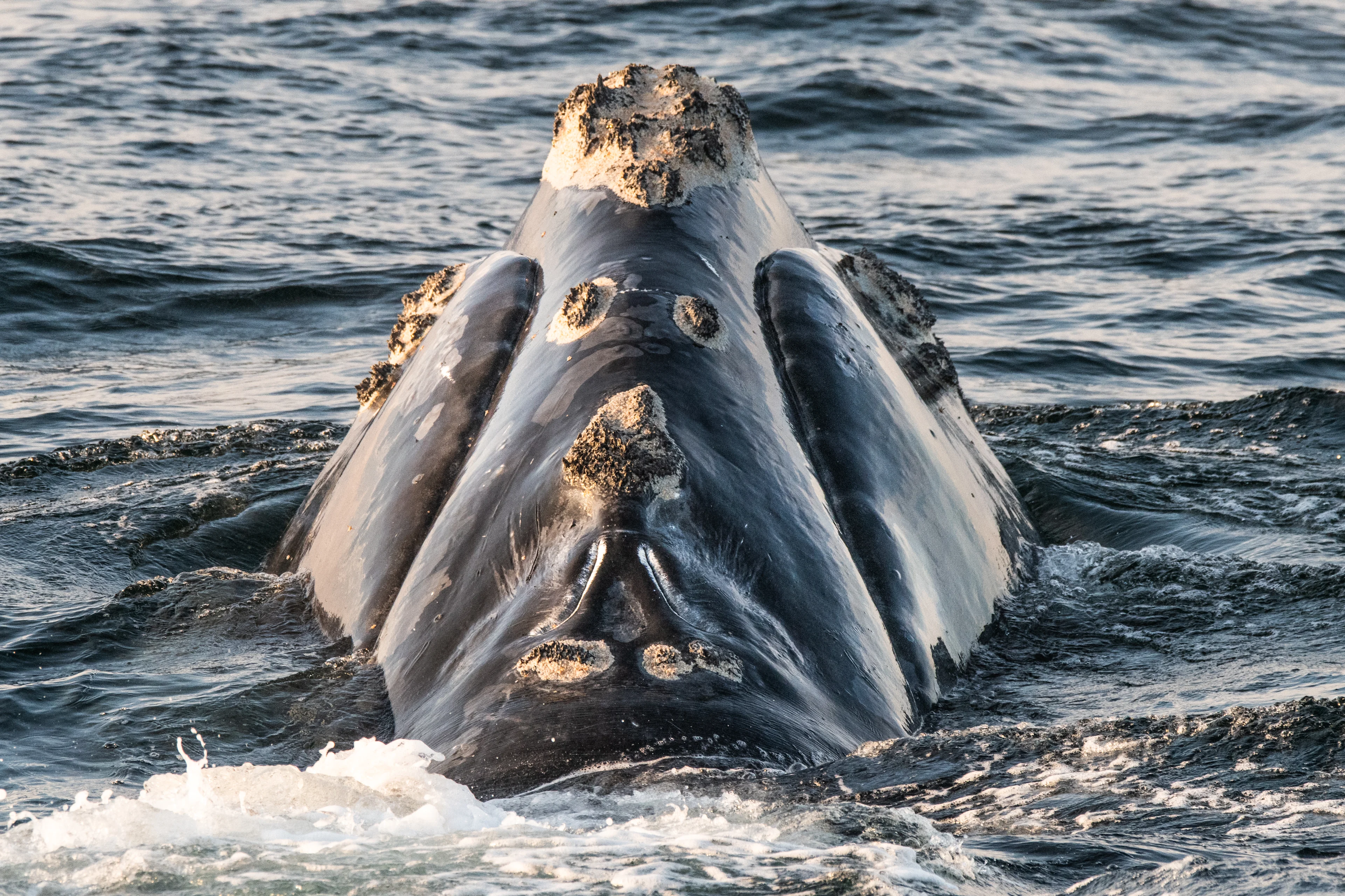 No re-use: North Atlantic Right whales courtesy Nick Hawkins/Oceana