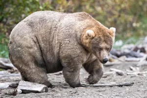 Concours de l'ours le plus dodus : grande finale de la bataille des bédaines. Détails ici.
