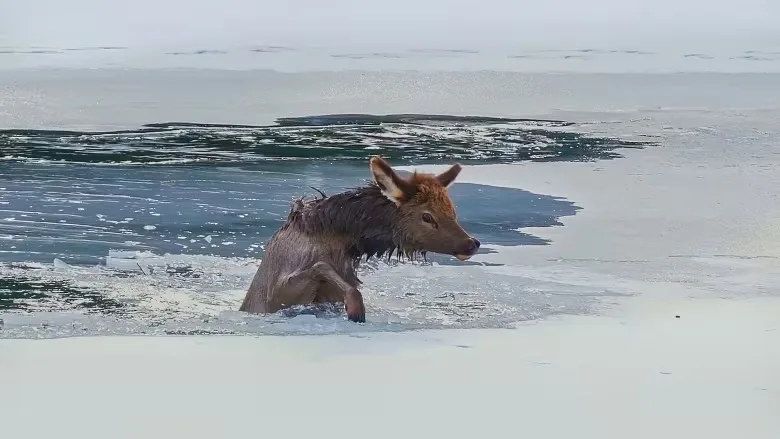 Wildlife photographer captures crews pulling elk calf from Bow River