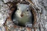 Les écureuils très actifs en automne : comment protéger votre maison? 