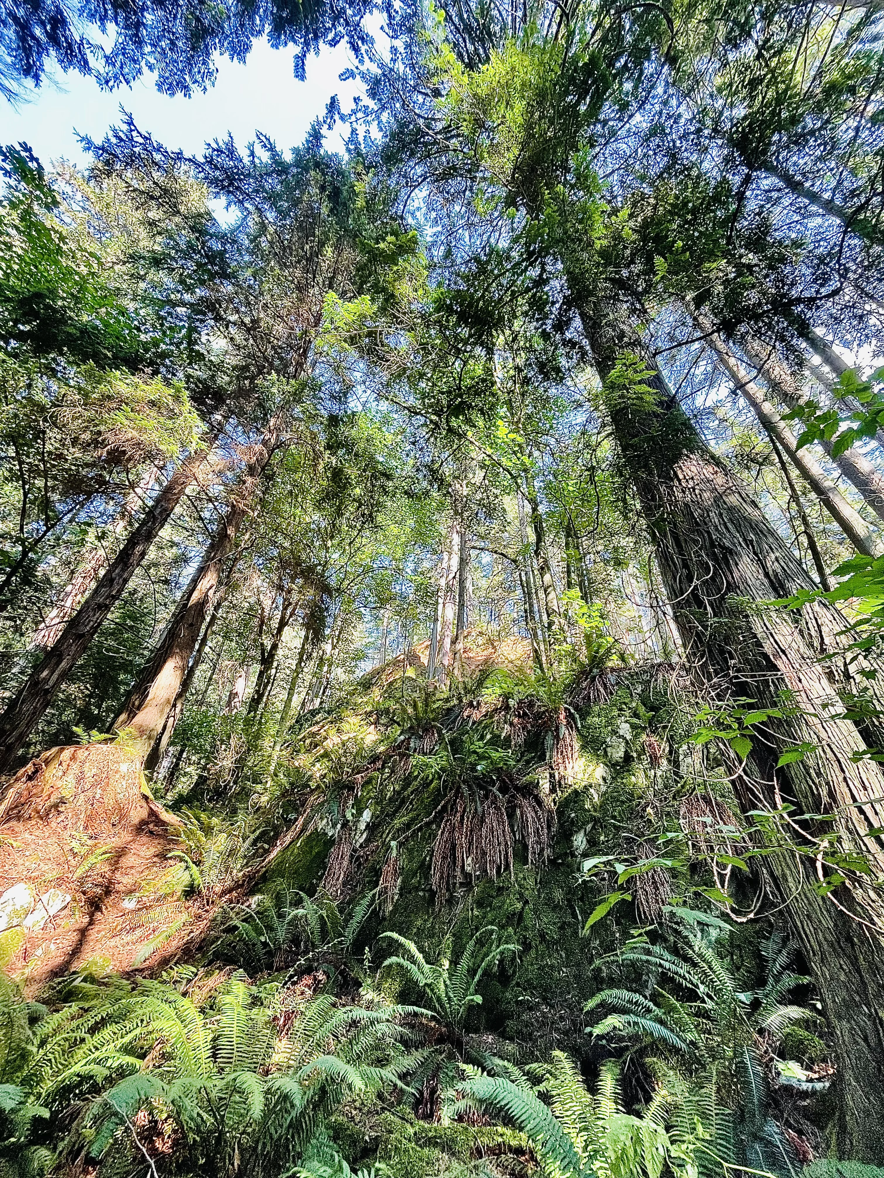 UGC: West Vancouver forest, temperate rainforest, old growth trees (Lindsay/Submitted)