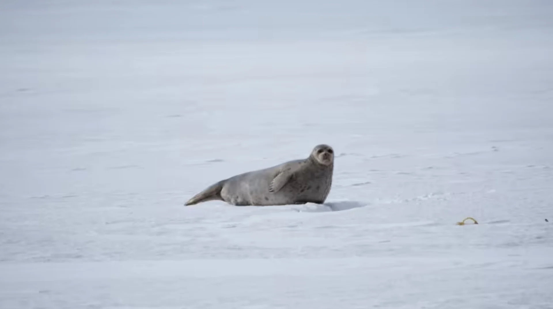 Study looks at how ship noise affects Arctic marine mammals