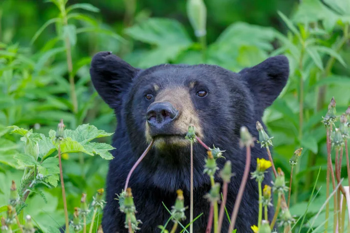 Vous ne devriez jamais fuir le regard d'un ours noir