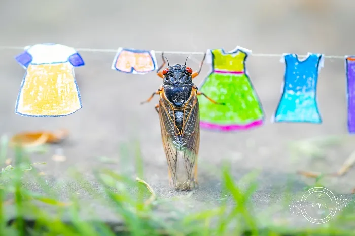 Cicadas in magical scenes: See the viral photos here