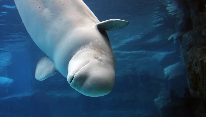Watch thousands of beluga whales embark on their annual migration live