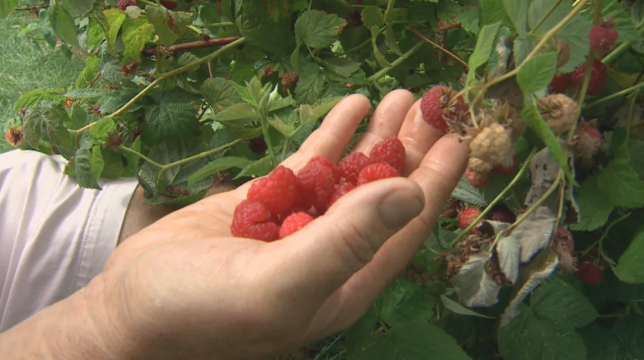 B.C. heat wave 'cooks' fruit crops on the branch in Okanagan, Fraser Valley