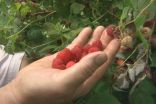 B.C. heat wave 'cooks' fruit crops on the branch in Okanagan, Fraser Valley