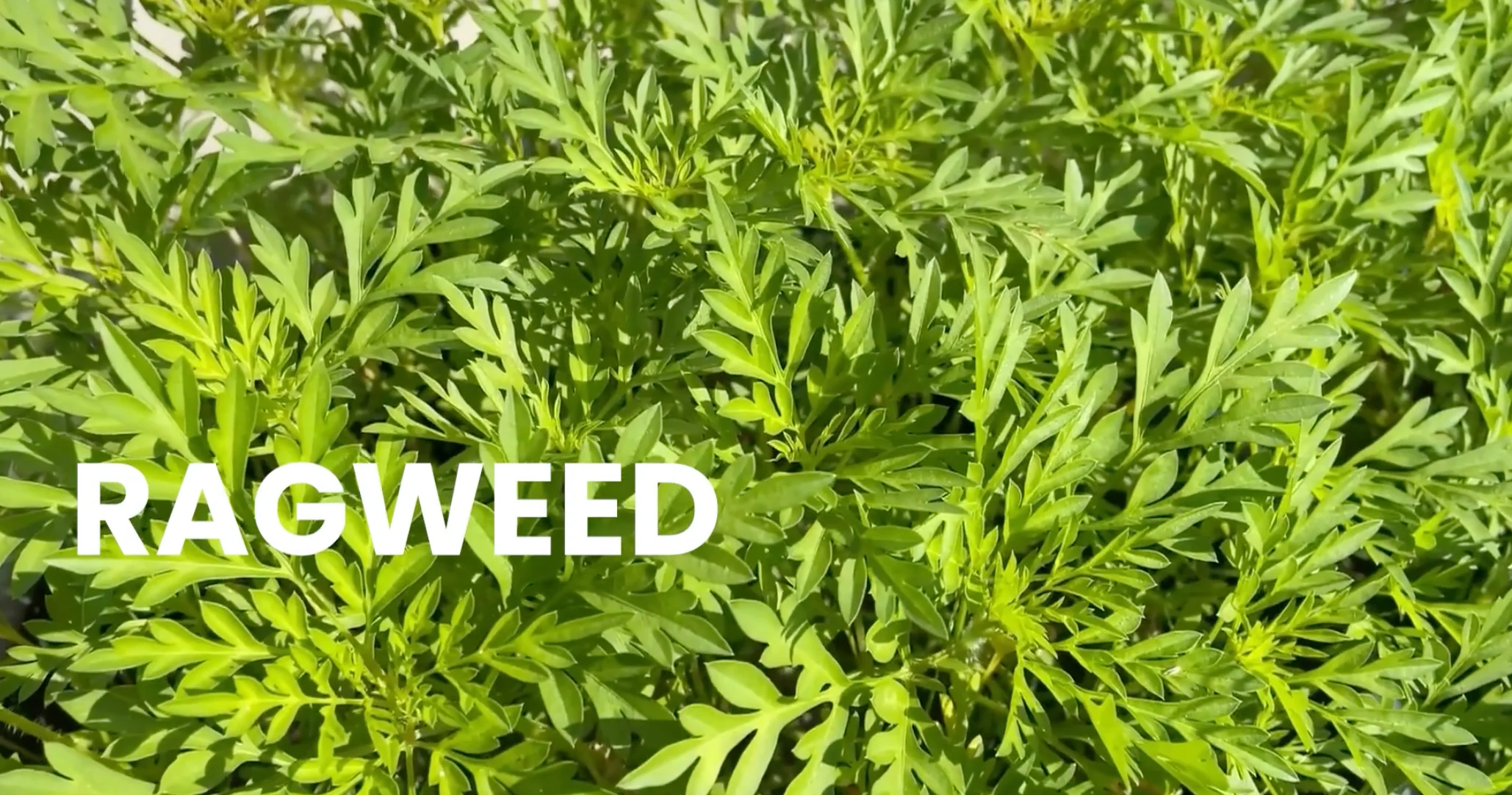 The Weather Network (IR1606) Ragweed Graphic