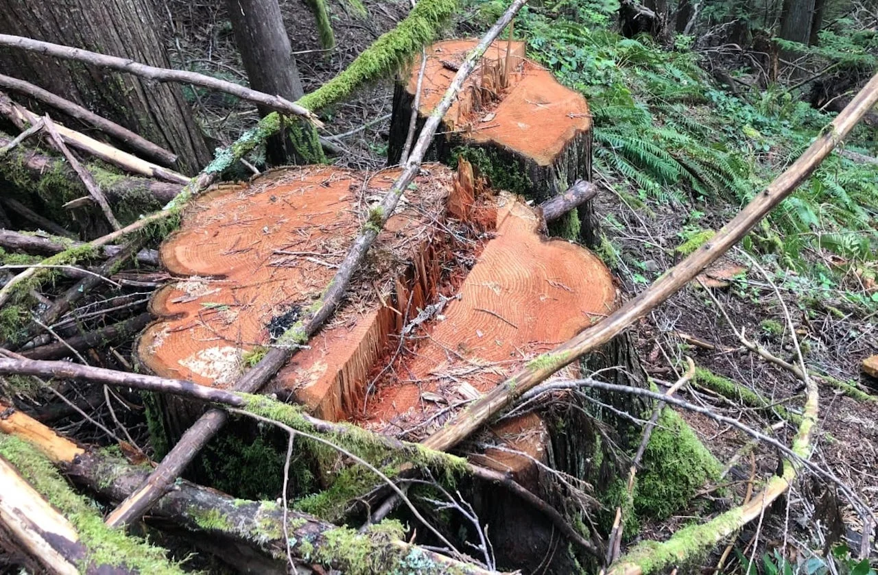 Cedars/Larry Pynn/Submitted