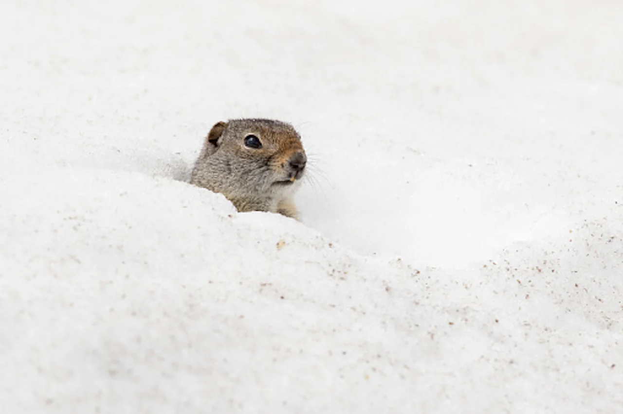 Uinta ground squirrel/Getty Images/moose henderson/838999630-170667a
