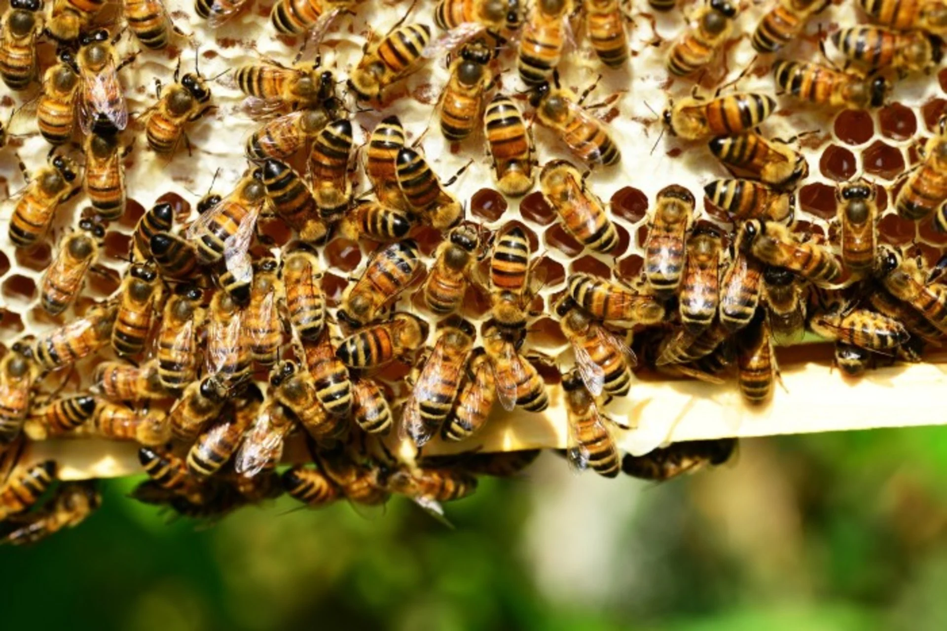 Mort d'un homme après avoir été attaqué par des abeilles agressives