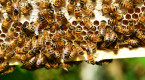 Les vagues de chaleur extrême menacent la fertilité et la survie des abeilles 