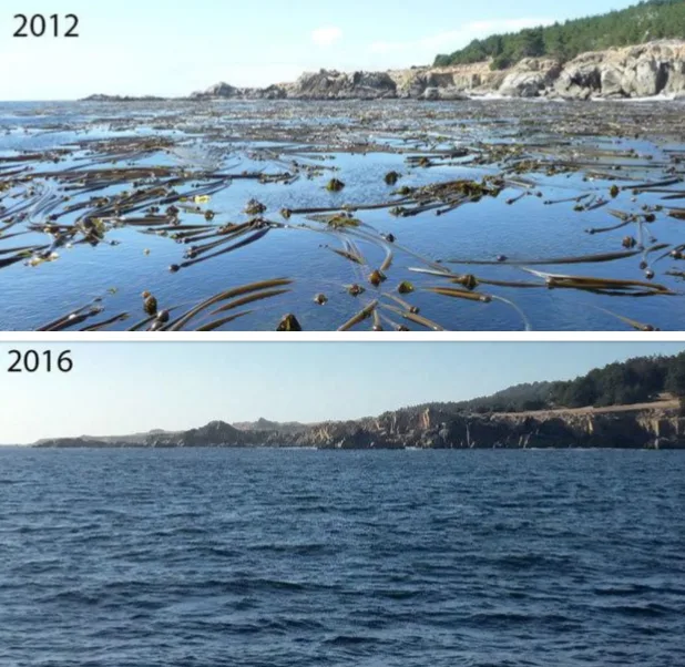 kelp before and after