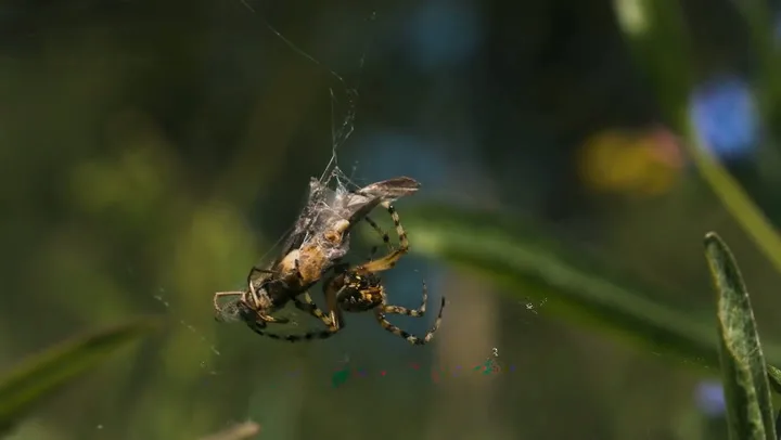 InsectescaptureAraignee
