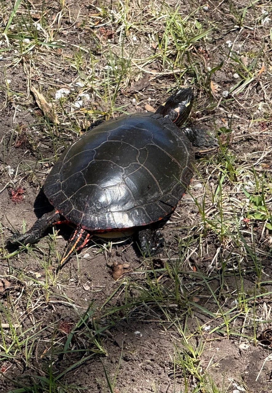 Painted turtle/Nathan Howes/TWN