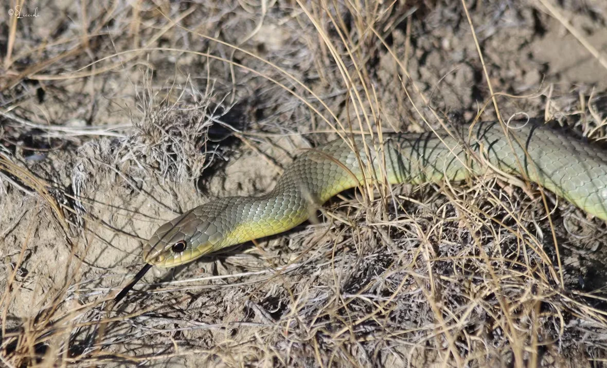 CBC: The yellow-bellied racer (Grasslands National Park)
