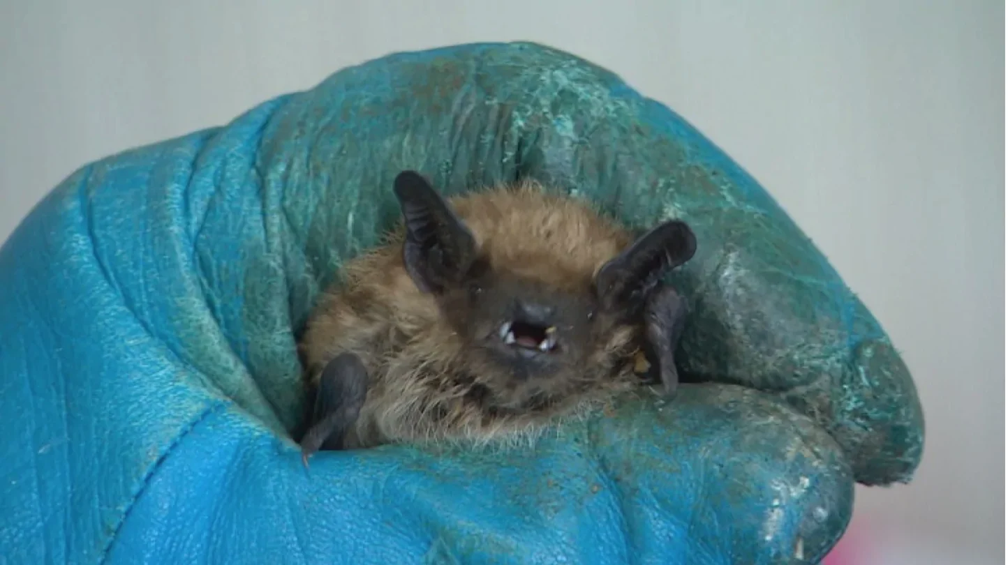 A bat colony made up of mostly males was found hibernating in a curling rink in Unity, Sask. They are currently being cared for at Living Sky Wildlife Rehabilitation in Saskatoon. (Don Somers/CBC)