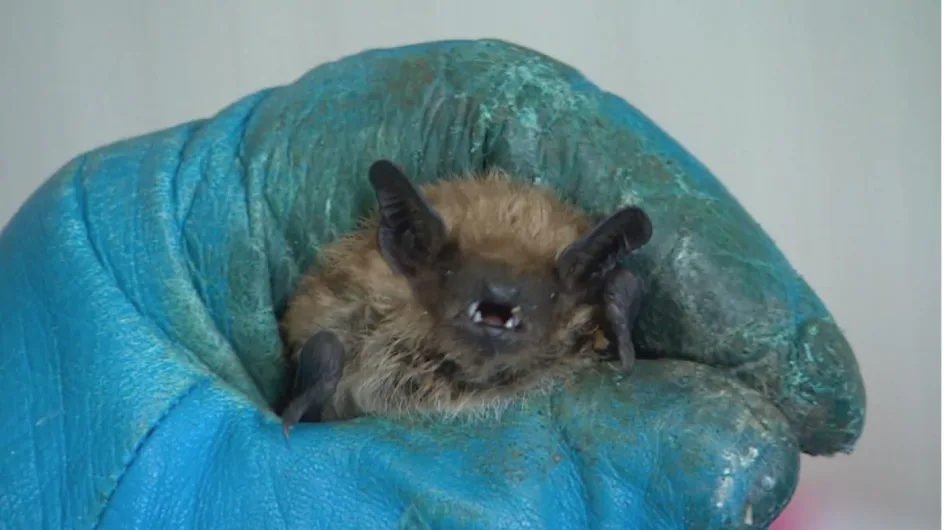 Large hibernating bat colony found living in curling rink in Saskatchewan 
