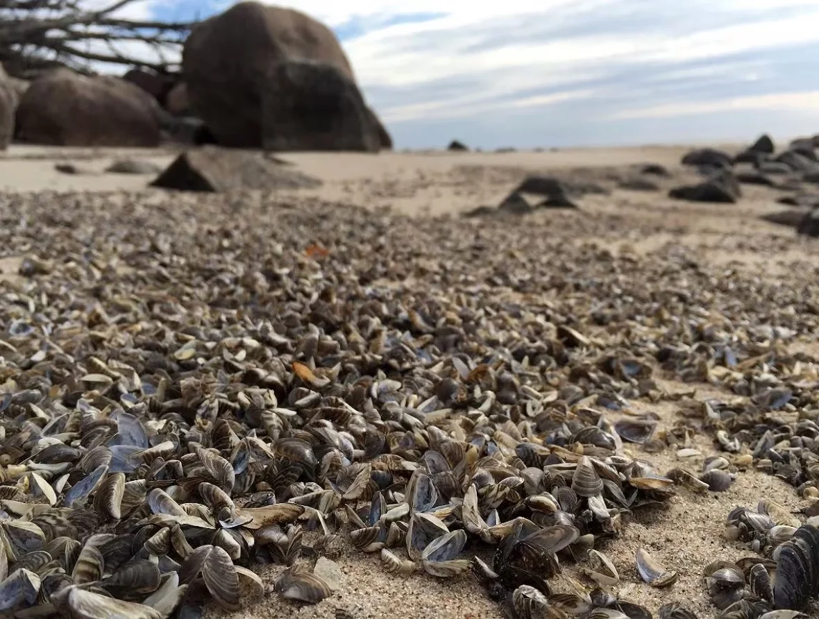 zebra-mussels-on-lake-winnipeg/Bartley Kives/CBC