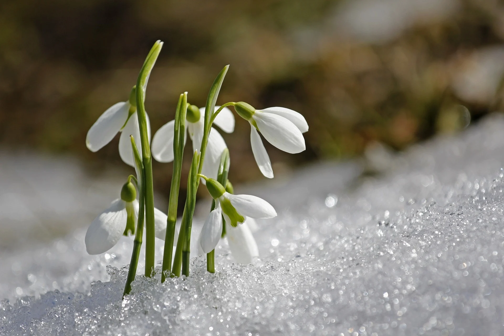 Fonte accélérée : le printemps reprendra vite ses droits