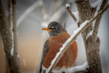 Why is there a robin in my yard in the middle of winter?