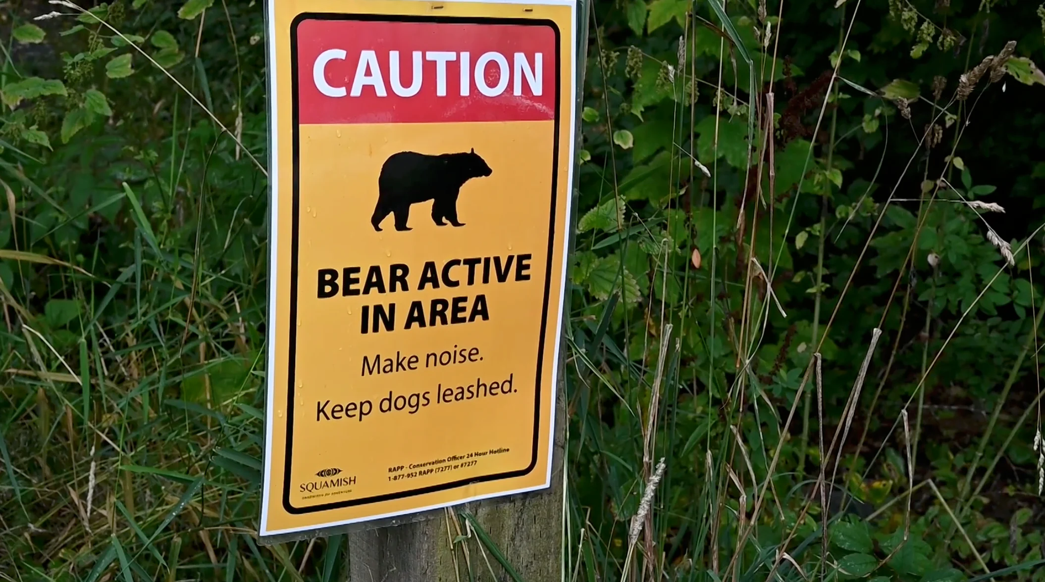 Mia Gordon: Bear safety, bears warning