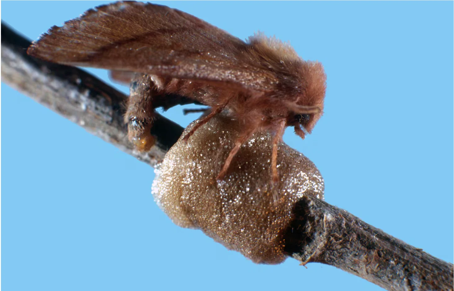 Thérèse Arcand/Government of Canada: A female forest tent caterpillar moth laying eggs in a cluster on a trembling aspen twig. The moths can lay up to 350 eggs in a single cluster, which are kept insulated from winter weather through specialized adaptations. (Thérèse Arcand/Government of Canada)