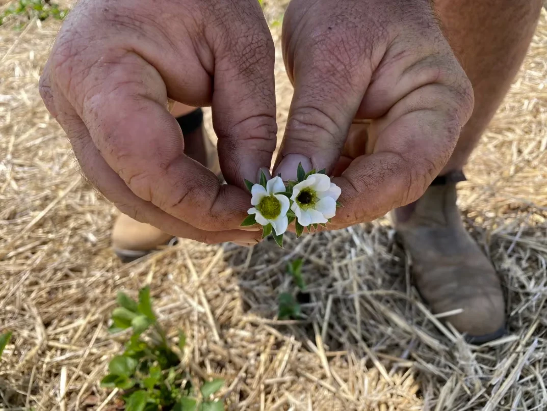 CBC: Compton shows a healthy strawberry flower, left, and another damaged by frost. (Stacey Janzer/CBC)