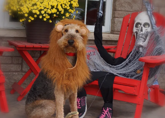 These pets prove Halloween is not just for humans to enjoy