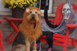 These pets prove Halloween is not just for humans to enjoy