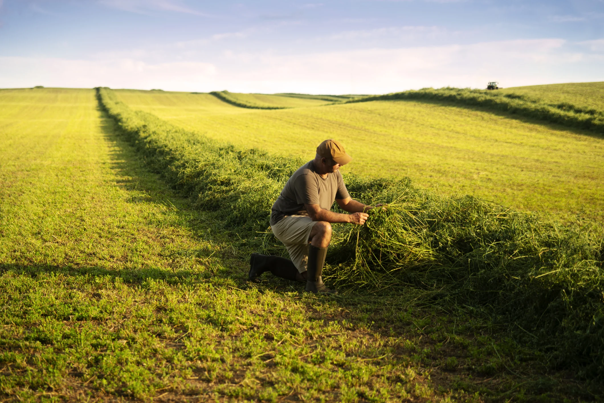 alfalfa cover crop (Fertnig. E+. Getty Images)