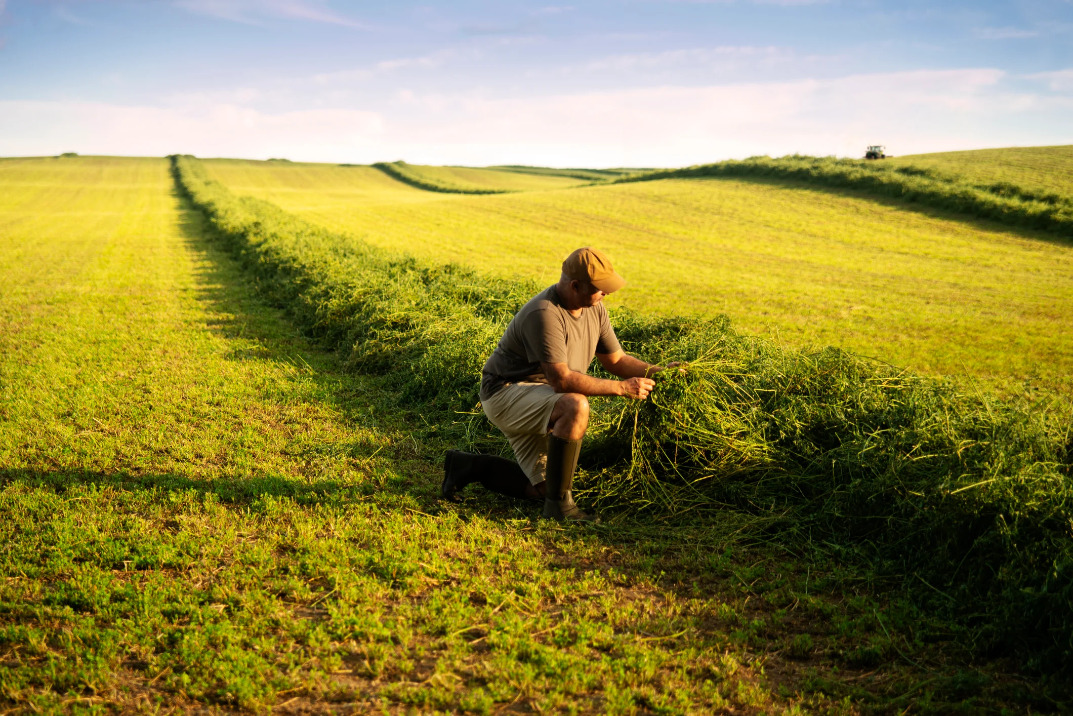 alfalfa cover crop (Fertnig. E+. Getty Images)