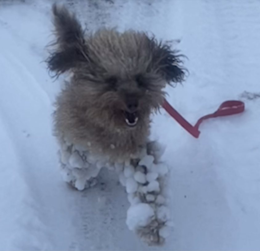 The Weather Network - Prevent ice balls from forming on your dog's legs using this simple hack