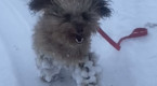 Prevent ice balls from forming on your dog's legs using this simple hack