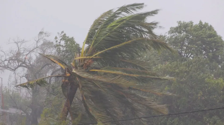 Reuters: Branches of trees sway as cyclone Freddy hits, in Quelimane, Zambezia, Mozambique, March 12, 2023, in this screen grab taken from a handout video. UNICEF Mozambique/2023/Alfredo Zuniga/Handout via REUTERS