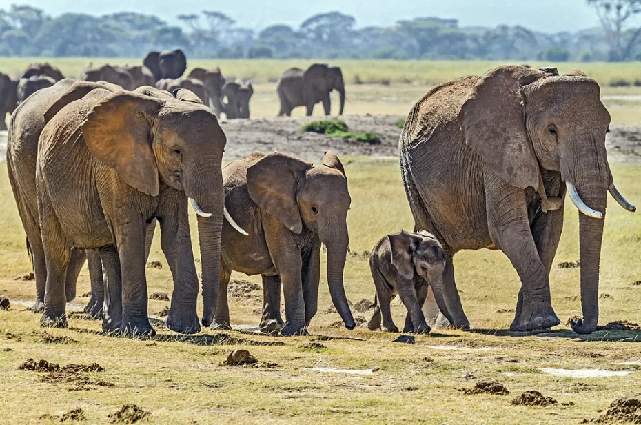 Elephant family in Amboseli National Park, Kenya. Credit: Benh Lieu Song/ Wikimedia Commons