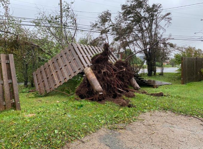  A tree has completely blocked Seaview Drive in North Sydney, N.S. (Matthew Moore/CBC)