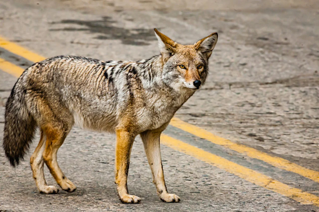 Getty Images: Coyote. Credit: Fabiomichelecapelli Creative #: 189310324. Link: https://www.gettyimages.ca/detail/photo/coyote-in-sequoia-national-park-royalty-free-image/1189310324?adppopup=true