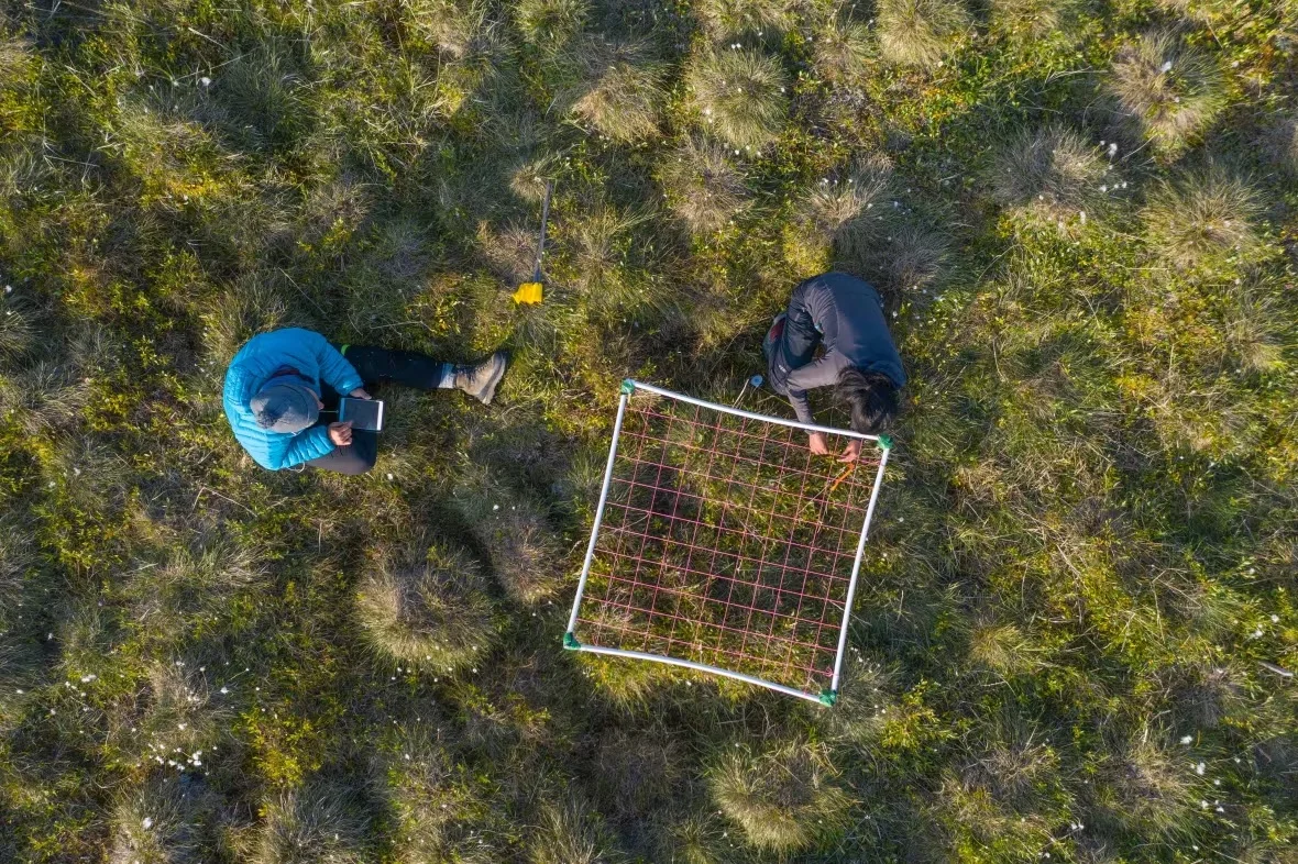 herschel-island-qikiqtaruk-plant-research/Jeff Kerby via CBC News