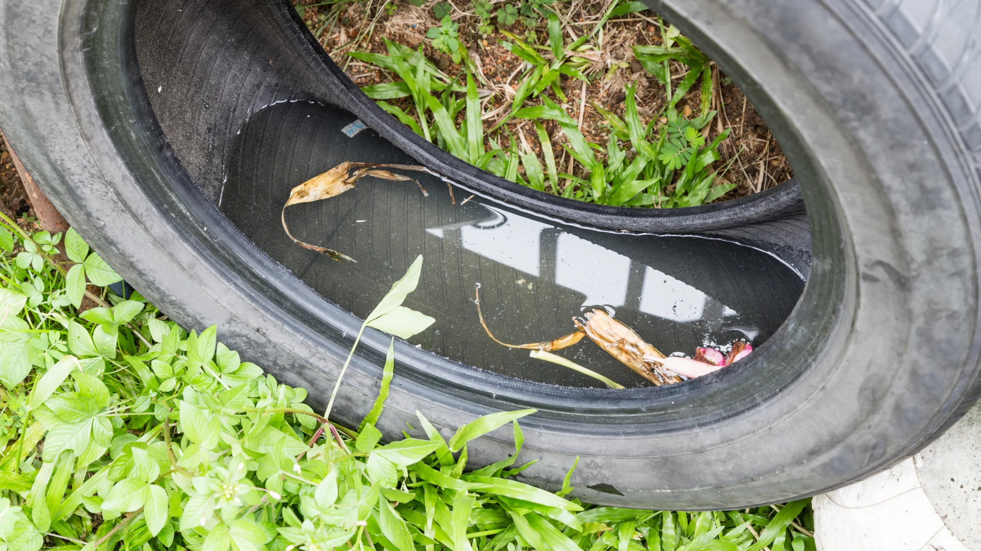 Did you know? Standing water on your property contributes to mosquito growth