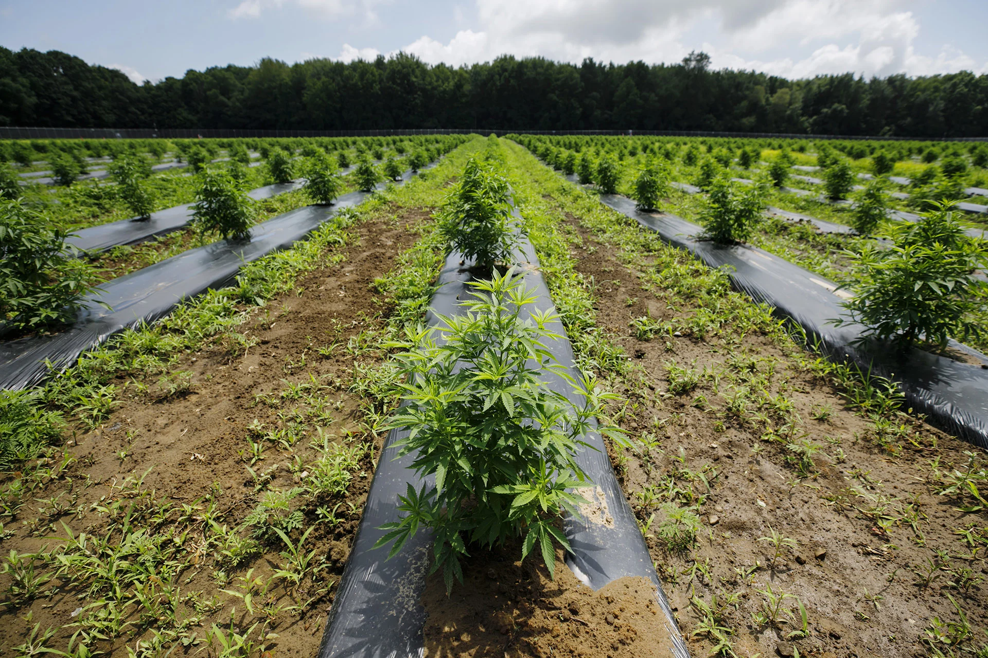 field cannabis Bloomberg Creative. Getty Images.