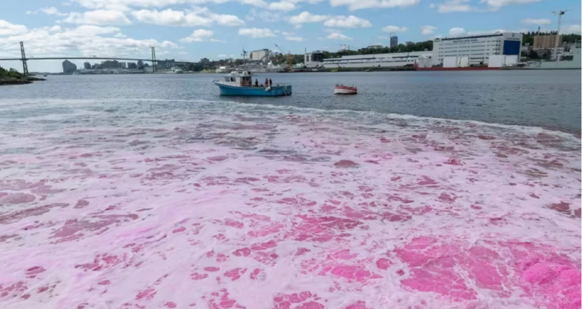 Dyeing the Halifax harbour pink to help fight climate change