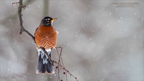 How To Help Robins Survive The Harsh Winter Weather