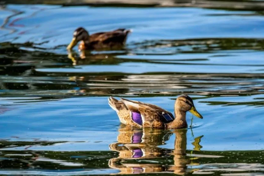 Mallard - sergio izquierdo