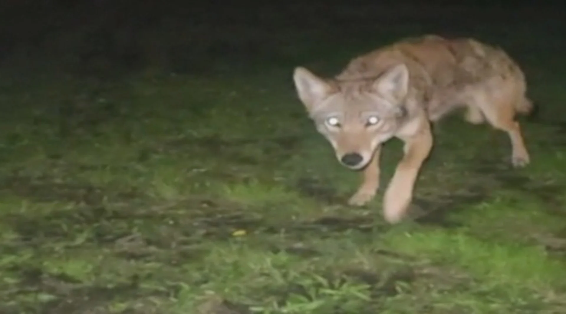 Voici ce qu'il faut faire si vous rencontrez un coyote