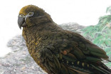 Child-sized parrot once prowled New Zealand forests