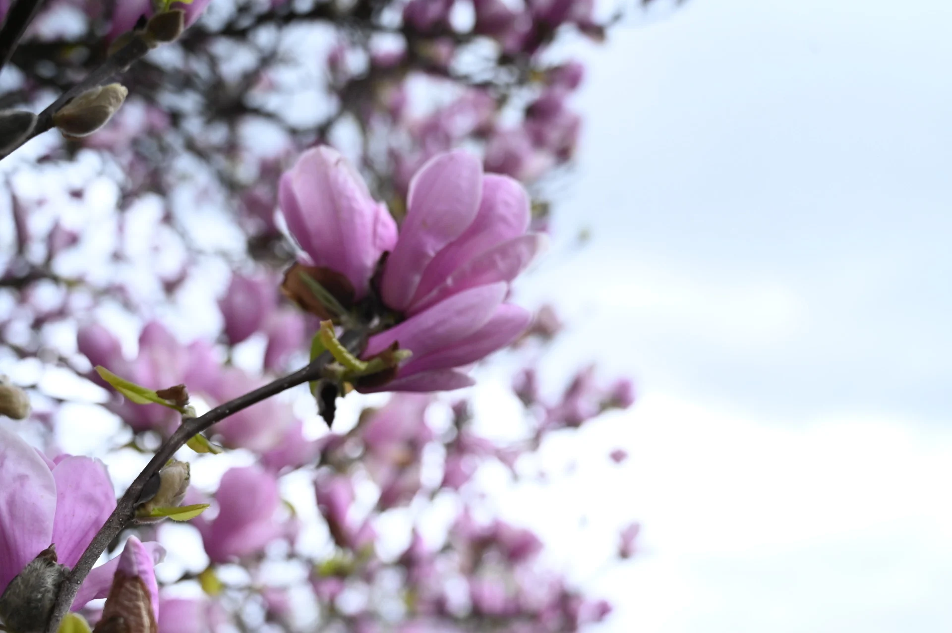 Mia Gordon: Up-close cherry blossom in Vancouver, British Columbia