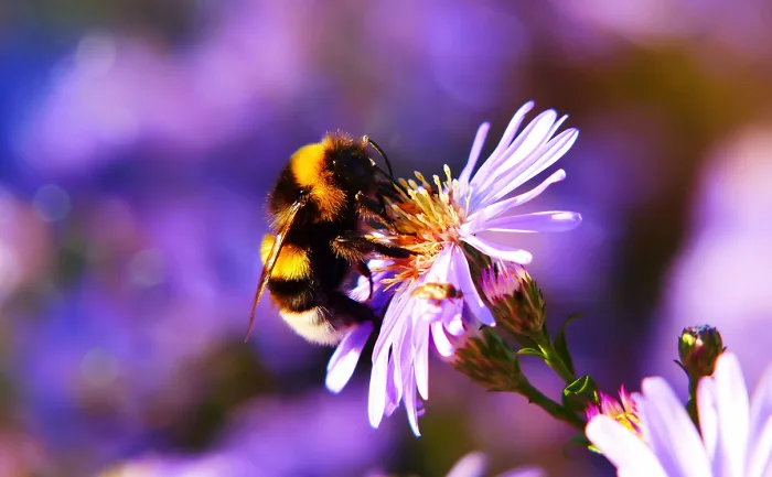 Here's what the world would lose if bumblebees disappeared