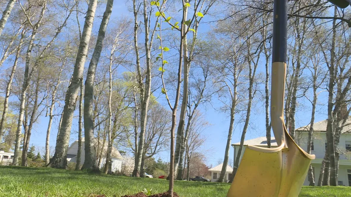 Tree, Planting, PEI, Hurricane, Charlottetown, August 27, 2025. (Sarah MacMillan/CBC)