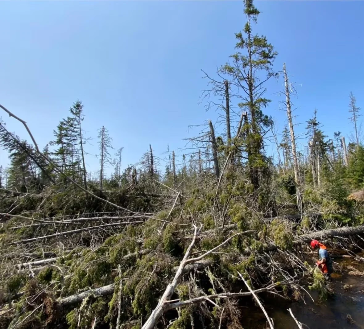 fiona-forest-damage/Morell River Management Cooperative via CBC